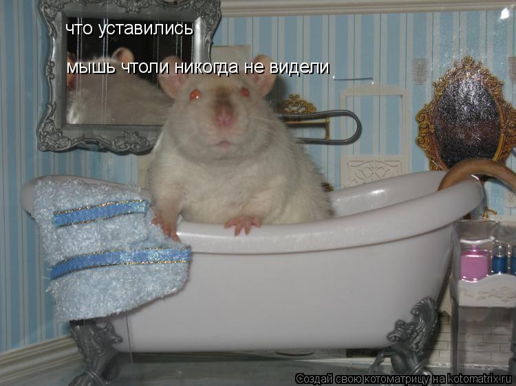 что уставились мышь чтоли никогда не видели... Котоматрица: что уставились мышь чтоли никогда не видели