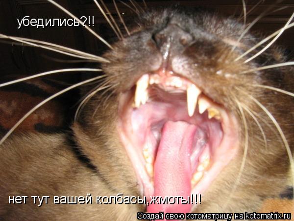 убедились?!! нет тут вашей колбасы,жмоты!!!... Котоматрица: убедились?!! нет тут вашей колбасы,жмоты!!!