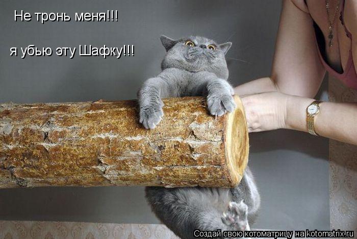 Не тронь меня!!! я убью эту Шафку!!!... Котоматрица: Не тронь меня!!! я убью эту Шафку!!!