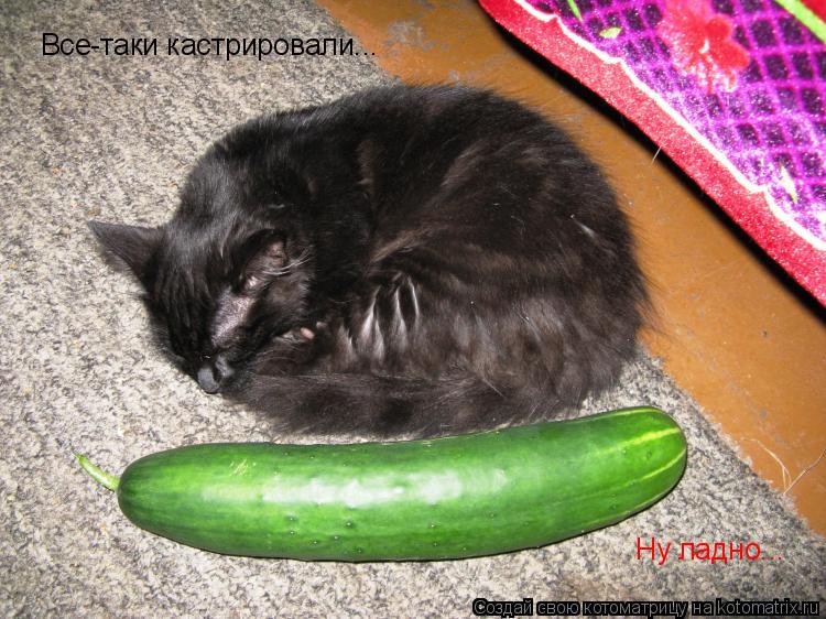 Все-таки кастрировали... Ну ладно...... Котоматрица: Все-таки кастрировали... Ну ладно...