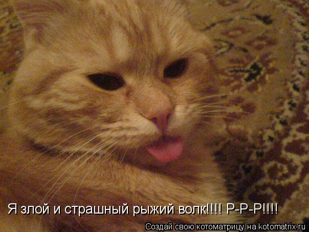 Я злой и страшный рыжий волк!!!! Р-Р-Р!!!!... Котоматрица: Я злой и страшный рыжий волк!!!! Р-Р-Р!!!!