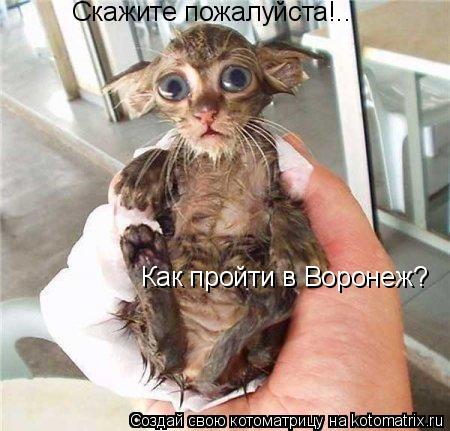 Скажите пожалуйста!.. Как пройти в Воронеж?... Котоматрица: Скажите пожалуйста!.. Как пройти в Воронеж?