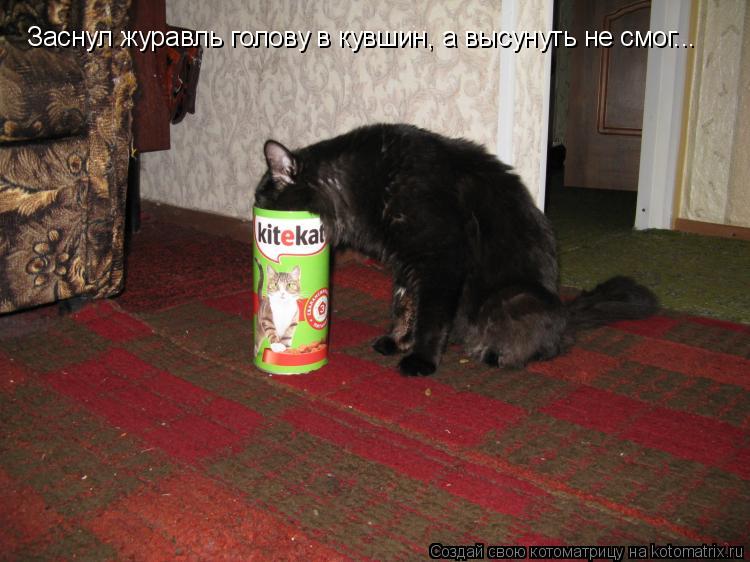 Заснул журавль голову в кувшин, а высунуть не смог...... Котоматрица: Заснул журавль голову в кувшин, а высунуть не смог...