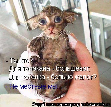 - Ты кто? Для таракана - большеват, Для котенка - больно жалок? - Не местные мы...... Котоматрица: - Ты кто? Для таракана - большеват, Для котенка - больно жалок? - Не местные мы...