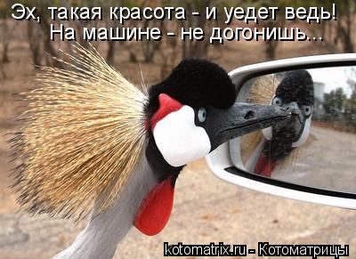 Эх, такая красота - и уедет ведь! На машине - не догонишь...... Котоматрица: Эх, такая красота - и уедет ведь! На машине - не догонишь...