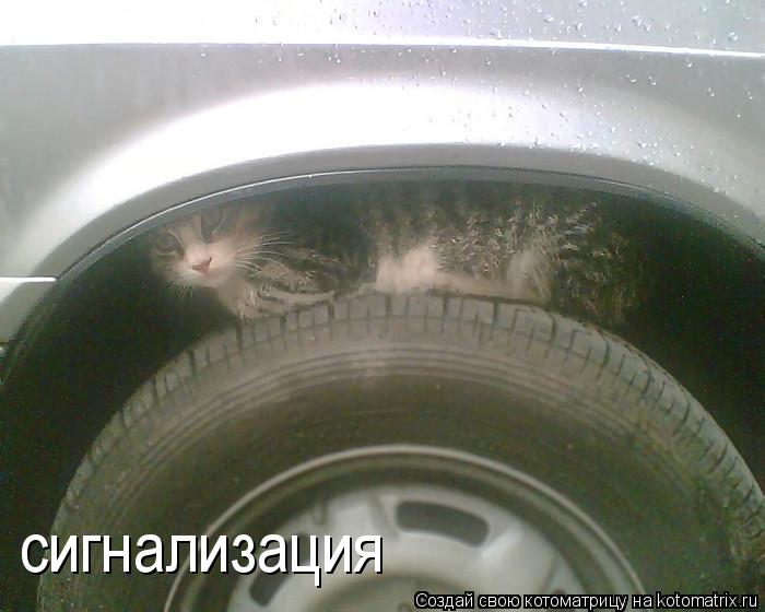 сигнализация... Котоматрица: сигнализация