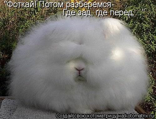 "Фоткай! Потом разберемся- Где зад, где перед...."... Котоматрица: "Фоткай! Потом разберемся- Где зад, где перед...."