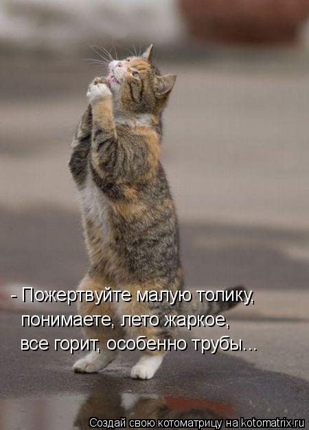 - Пожертвуйте малую толику, понимаете, лето жаркое, все горит, особенно трубы...... Котоматрица: - Пожертвуйте малую толику, понимаете, лето жаркое, все горит, особенно трубы...