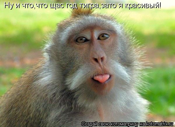 Котоматрица: Ну и что,что щас год тигра,зато я красивый!