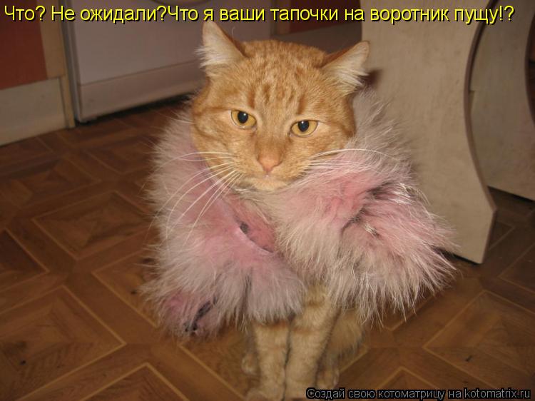 Что? Не ожидали?Что я ваши тапочки на воротник пущу!?... Котоматрица: Что? Не ожидали?Что я ваши тапочки на воротник пущу!?