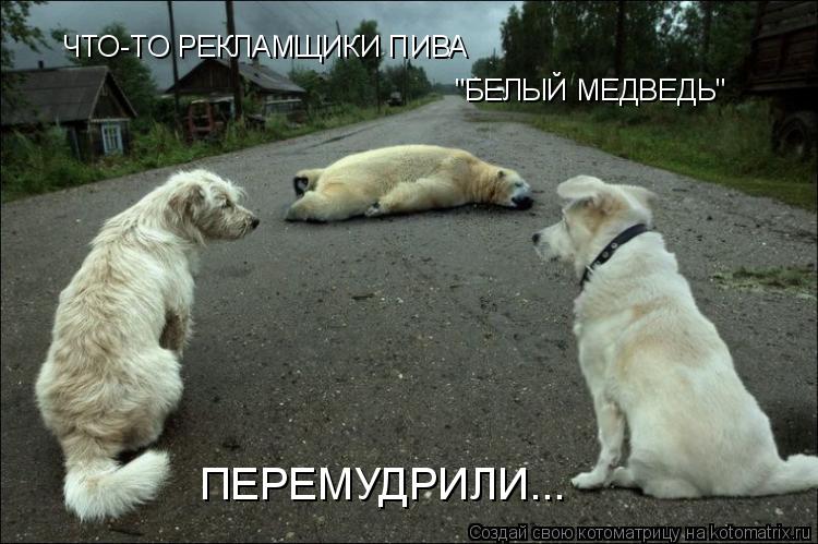 Котоматрица: ЧТО-ТО РЕКЛАМЩИКИ ПИВА "БЕЛЫЙ МЕДВЕДЬ" ПЕРЕМУДРИЛИ...