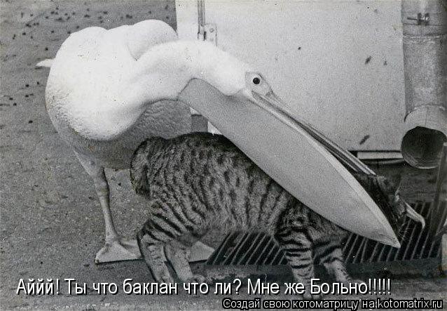 Котоматрица: Аййй! Ты что баклан что ли? Мне же Больно!!!!!
