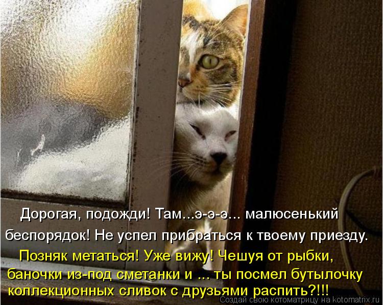 Котоматрица: беспорядок! Не успел прибраться к твоему приезду. баночки из-под сметанки и ... ты посмел бутылочку   коллекционных сливок с друзьями распить