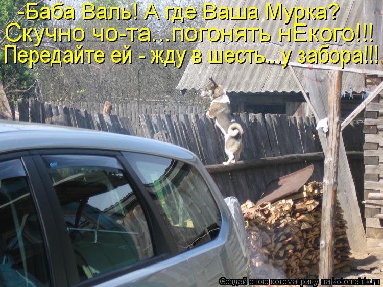 -Баба Валь! А где Ваша Мурка? Скучно чо-та...погонять нЕкого!!! Передайте ей - жду в шесть...у забора... Котоматрица: -Баба Валь! А где Ваша Мурка? Скучно чо-та...погонять нЕкого!!! Передайте ей - жду в шесть...у забора!!!