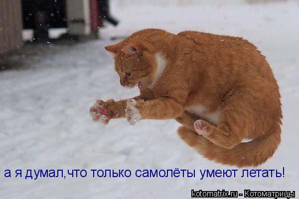 а я думал,что только самолёты умеют летать!... Котоматрица: а я думал,что только самолёты умеют летать!
