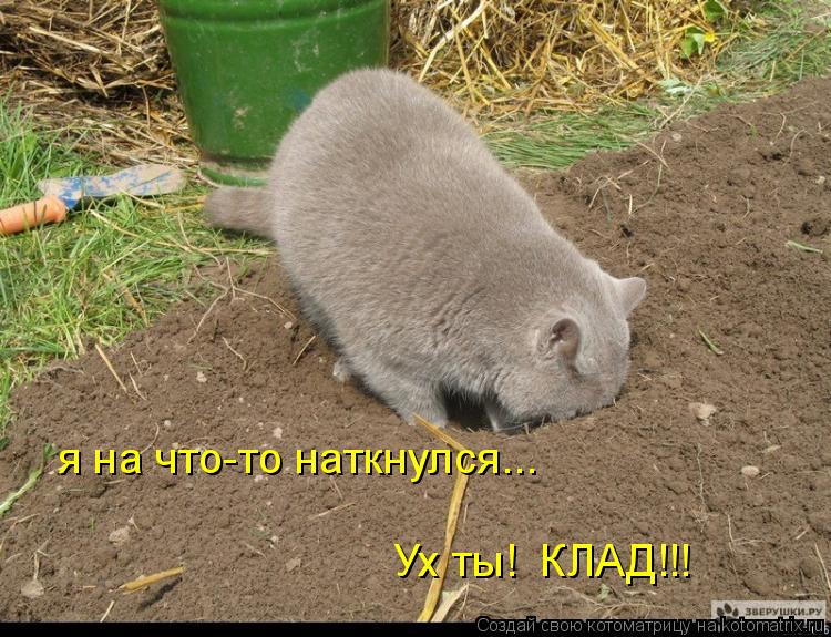 я на что-то наткнулся... Ух ты! КЛАД!!!... Котоматрица: я на что-то наткнулся... Ух ты! КЛАД!!!