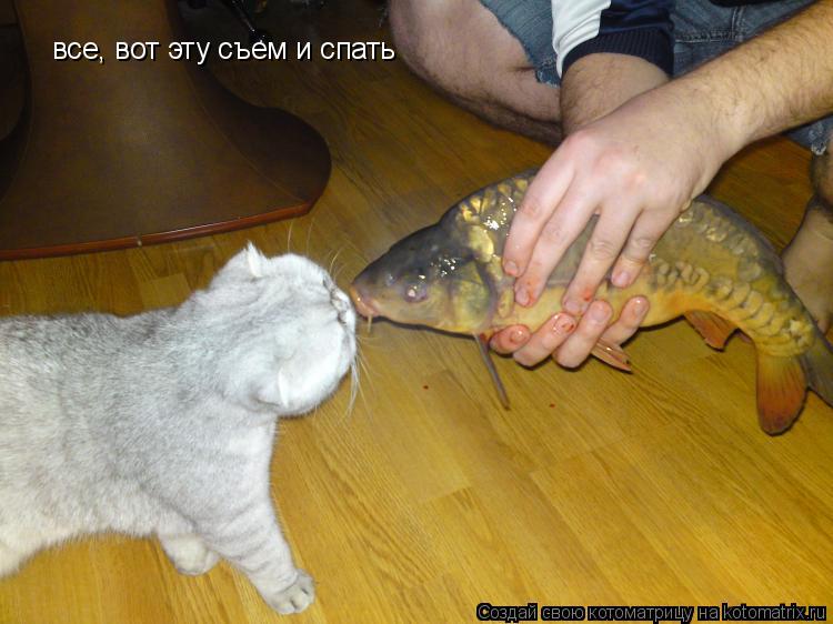 все, вот эту съем и спать... Котоматрица: все, вот эту съем и спать