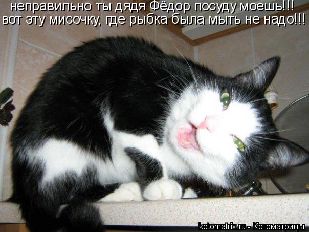 неправильно ты дядя Фёдор посуду моешь!!! вот эту мисочку, где рыбка была мыть не надо!!!... Котоматрица: неправильно ты дядя Фёдор посуду моешь!!! вот эту мисочку, где рыбка была мыть не надо!!!