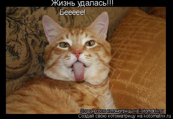 Жизнь удалась!!!... Котоматрица: Жизнь удалась!!!
