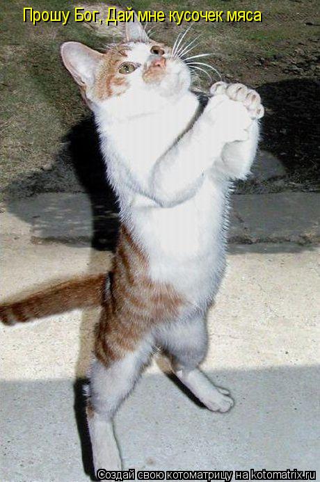 Прошу Бог, Дай мне кусочек мяса... Котоматрица: Прошу Бог, Дай мне кусочек мяса