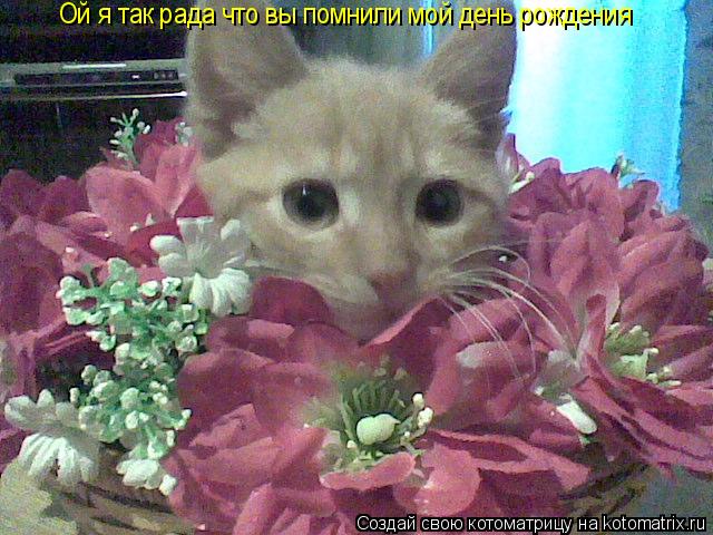 Ой я так рада что вы помнили мой день рождения... Котоматрица: Ой я так рада что вы помнили мой день рождения