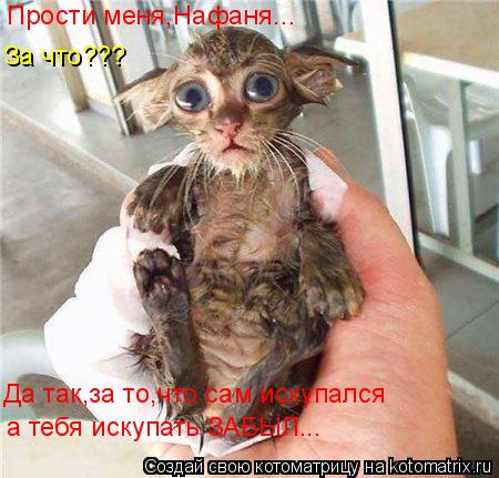 Прости меня,Нафаня... За что??? Да так,за то,что сам искупался а тебя искупать ЗАБЫЛ...... Котоматрица: Прости меня,Нафаня... За что??? Да так,за то,что сам искупался а тебя искупать ЗАБЫЛ...