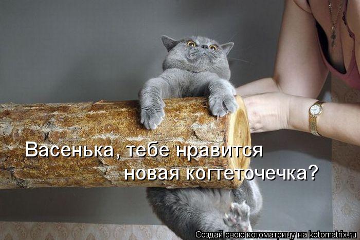 Васенька, тебе нравится новая когтеточечка?... Котоматрица: Васенька, тебе нравится новая когтеточечка?