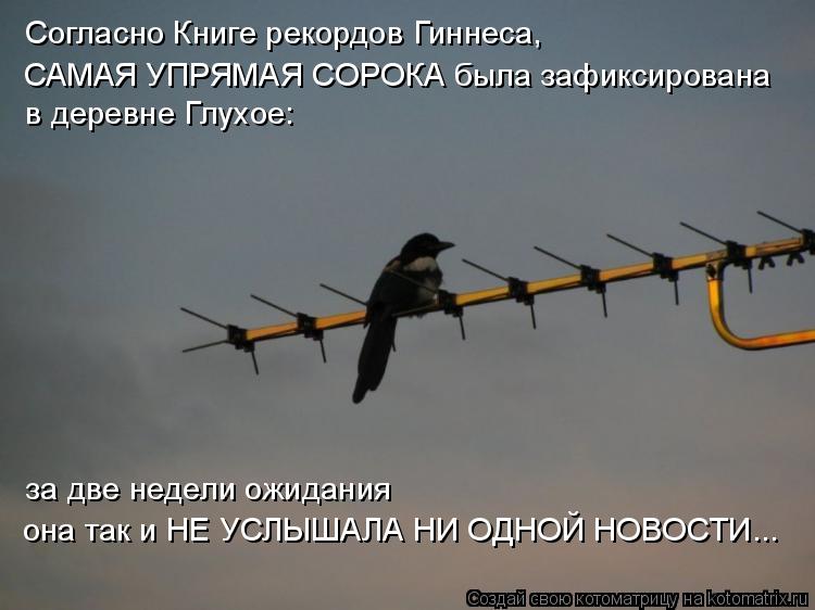 Согласно Книге рекордов Гиннеса, САМАЯ УПРЯМАЯ СОРОКА была зафиксирована в деревне Глухое: за две нед... Котоматрица: Согласно Книге рекордов Гиннеса, САМАЯ УПРЯМАЯ СОРОКА была зафиксирована в деревне Глухое: за две недели ожидания она так и НЕ УСЛЫШАЛА НИ