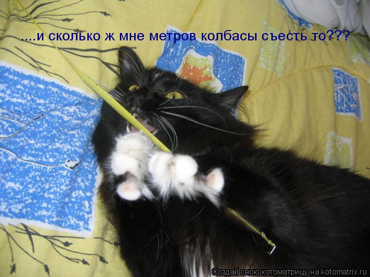 ....и сколько ж мне метров колбасы съесть то??? ....и сколько ж мне метров колбасы съесть то???... Котоматрица: ....и сколько ж мне метров колбасы съесть то??? ....и сколько ж мне метров колбасы съесть то???