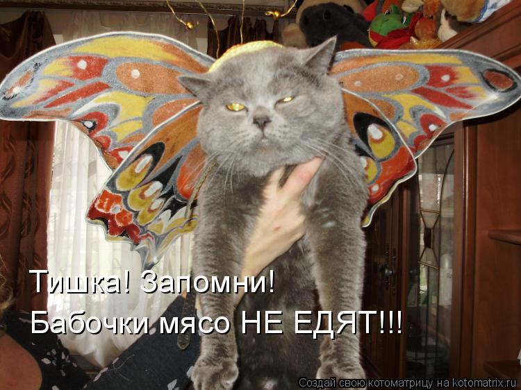 Тишка! Запомни! Бабочки мясо НЕ ЕДЯТ!!!... Котоматрица: Тишка! Запомни! Бабочки мясо НЕ ЕДЯТ!!!