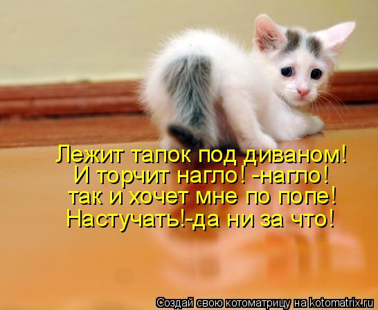 Лежит тапок под диваном! И торчит нагло! -нагло! так и хочет мне по попе! Настучать!-да ни за что!... Котоматрица: Лежит тапок под диваном! И торчит нагло! -нагло! так и хочет мне по попе! Настучать!-да ни за что!