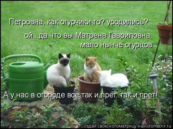 ой...да что вы Матрена Гавриловна, мало нынче огурцов... Петровна, как огурчики то? уродились? А у н... Котоматрица: ой...да что вы Матрена Гавриловна, мало нынче огурцов... Петровна, как огурчики то? уродились? А у нас в огороде все так и прет..так и прет!
