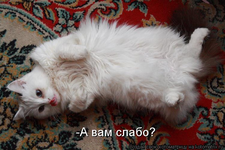 -А вам слабо?... Котоматрица: -А вам слабо?