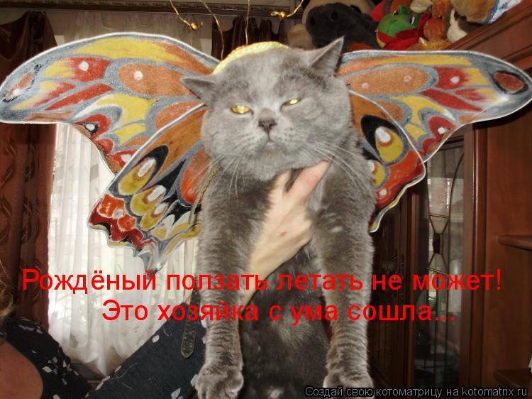 Рождёный ползать летать не может! Это хозяйка с ума сошла...... Котоматрица: Рождёный ползать летать не может! Это хозяйка с ума сошла...