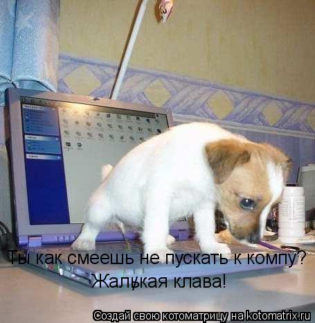 Ты как смеешь не пускать к компу? Жалькая клава! /... Котоматрица: Ты как смеешь не пускать к компу? Жалькая клава! /