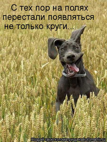 С тех пор на полях перестали появляться не только круги...... Котоматрица: С тех пор на полях перестали появляться не только круги...