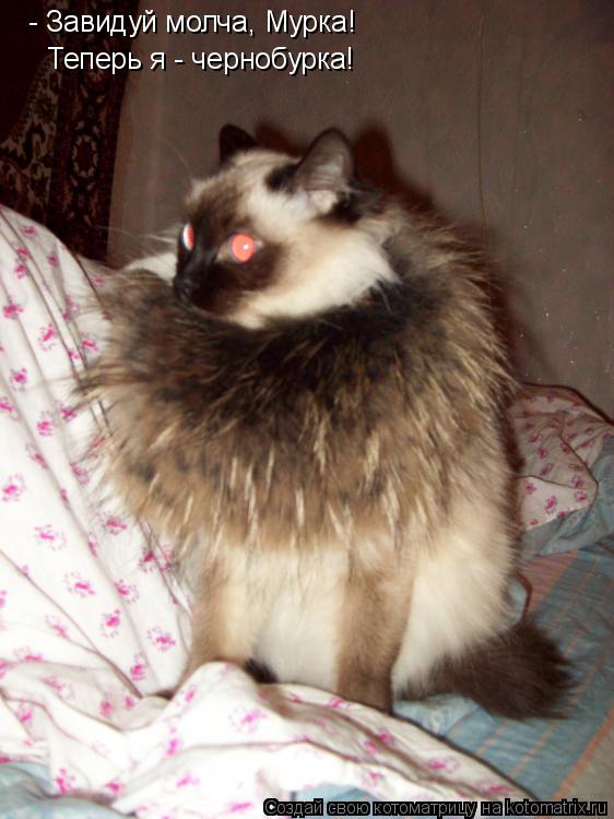 Котоматрица: - Завидуй молча, Мурка! Теперь я - чернобурка!
