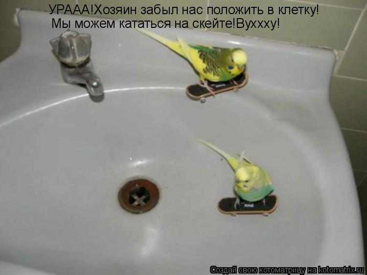 УРААА!Хозяин забыл нас положить в клетку! Мы можем кататься на скейте!Вуххху!... Котоматрица: УРААА!Хозяин забыл нас положить в клетку! Мы можем кататься на скейте!Вуххху!