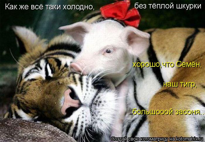 Как же всё таки холодно, без тёплой шкурки хорошо,что Семён, наш тигр, большооой засоня...... Котоматрица: Как же всё таки холодно, без тёплой шкурки хорошо,что Семён, наш тигр, большооой засоня...