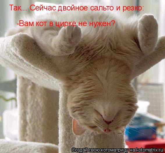Так... Сейчас двойное сальто и резко: -Вам кот в цирке не нужен?... Котоматрица: Так... Сейчас двойное сальто и резко: -Вам кот в цирке не нужен?