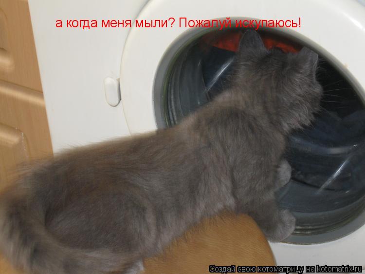 а когда меня мыли? Пожалуй искупаюсь!... Котоматрица: а когда меня мыли? Пожалуй искупаюсь!