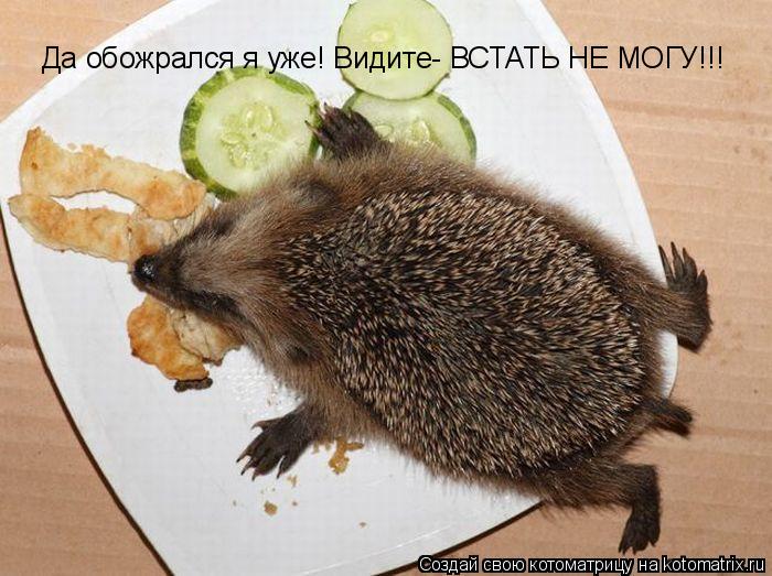 Да обожрался я уже! Видите- ВСТАТЬ НЕ МОГУ!!!... Котоматрица: Да обожрался я уже! Видите- ВСТАТЬ НЕ МОГУ!!!