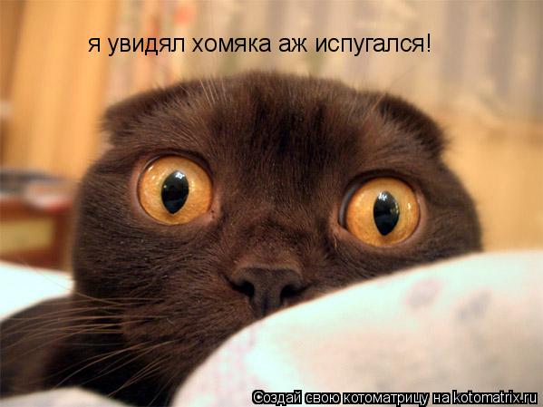 я увидял хомяка аж испугался!... Котоматрица: я увидял хомяка аж испугался!