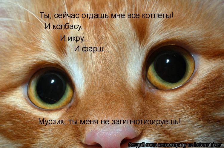 Ты, сейчас отдашь мне все котлеты! И колбасу... И икру... И фарш... Мурзик, ты меня не загипнотизируе... Котоматрица: Ты, сейчас отдашь мне все котлеты! И колбасу... И икру... И фарш... Мурзик, ты меня не загипнотизируешь!