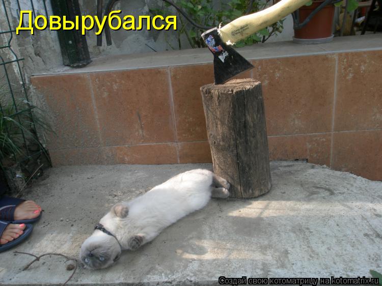 Довырубался... Котоматрица: Довырубался