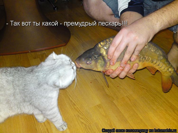 - Так вот ты какой - премудрый пескарь!!!... Котоматрица: - Так вот ты какой - премудрый пескарь!!!