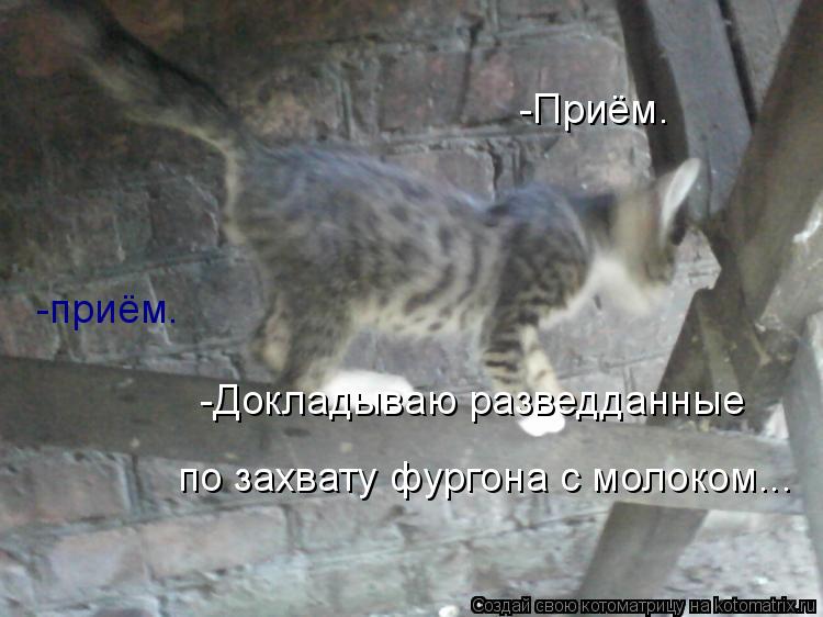 -Приём. -приём. -Докладываю разведданные по захвату фургона с молоком...... Котоматрица: -Приём. -приём. -Докладываю разведданные по захвату фургона с молоком...