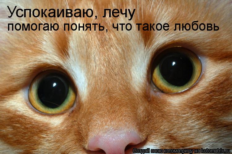 Успокаиваю, лечу помогаю понять, что такое любовь... Котоматрица: Успокаиваю, лечу помогаю понять, что такое любовь