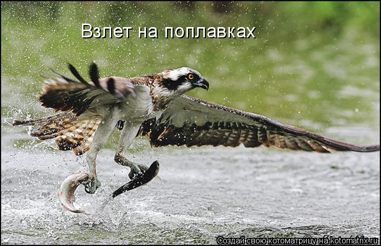 Взлет на поплавках... Котоматрица: Взлет на поплавках