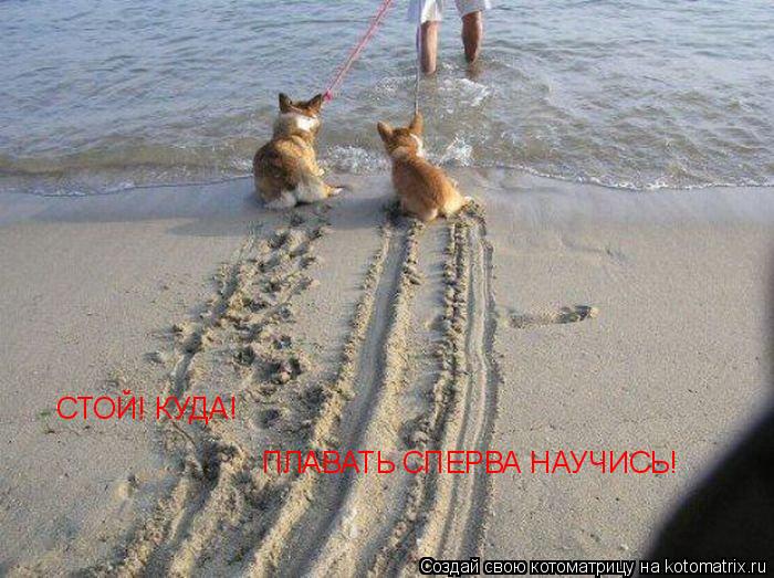 СТОЙ! КУДА! ПЛАВАТЬ СПЕРВА НАУЧИСЬ!... Котоматрица: СТОЙ! КУДА! ПЛАВАТЬ СПЕРВА НАУЧИСЬ!